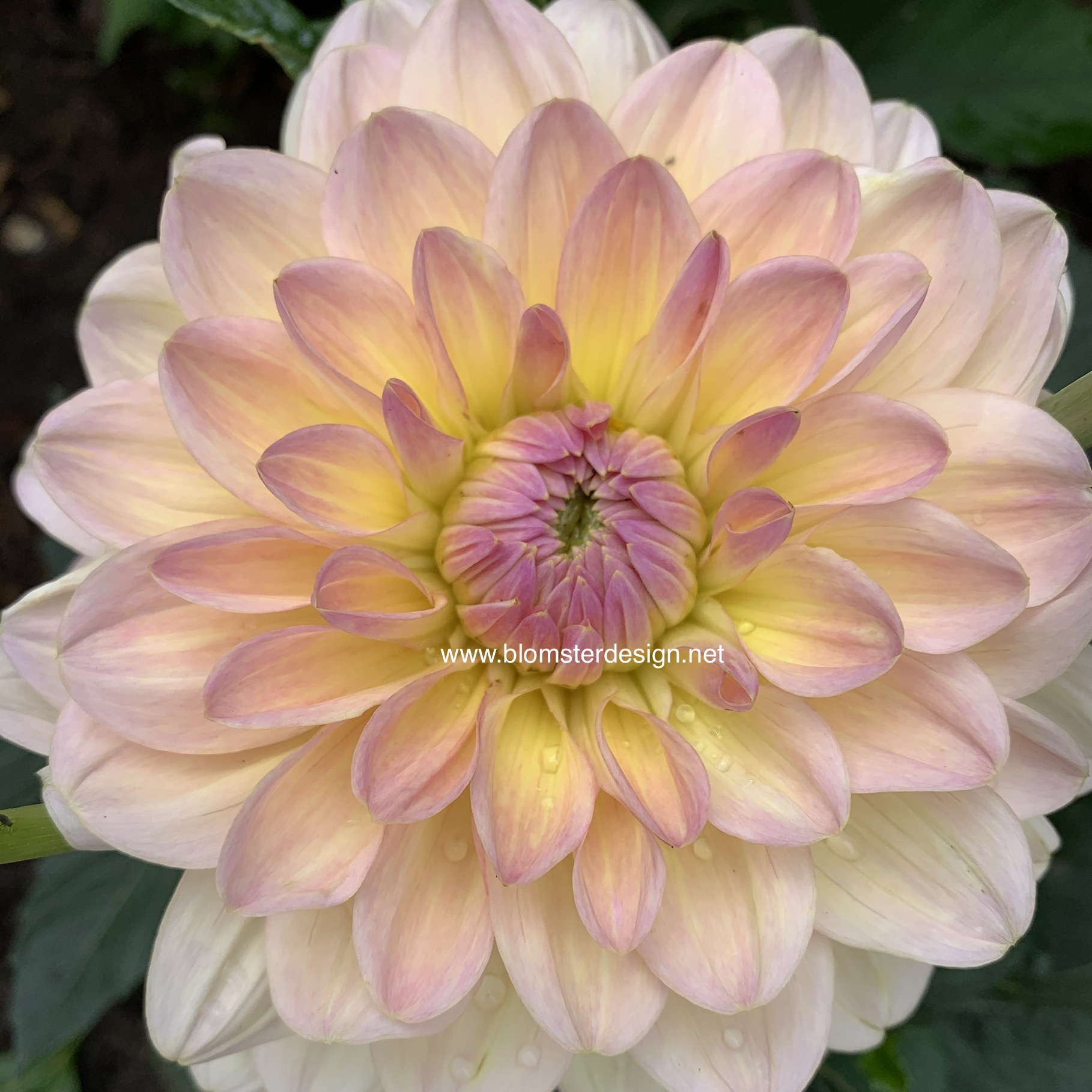 Dahlia Maya - 4