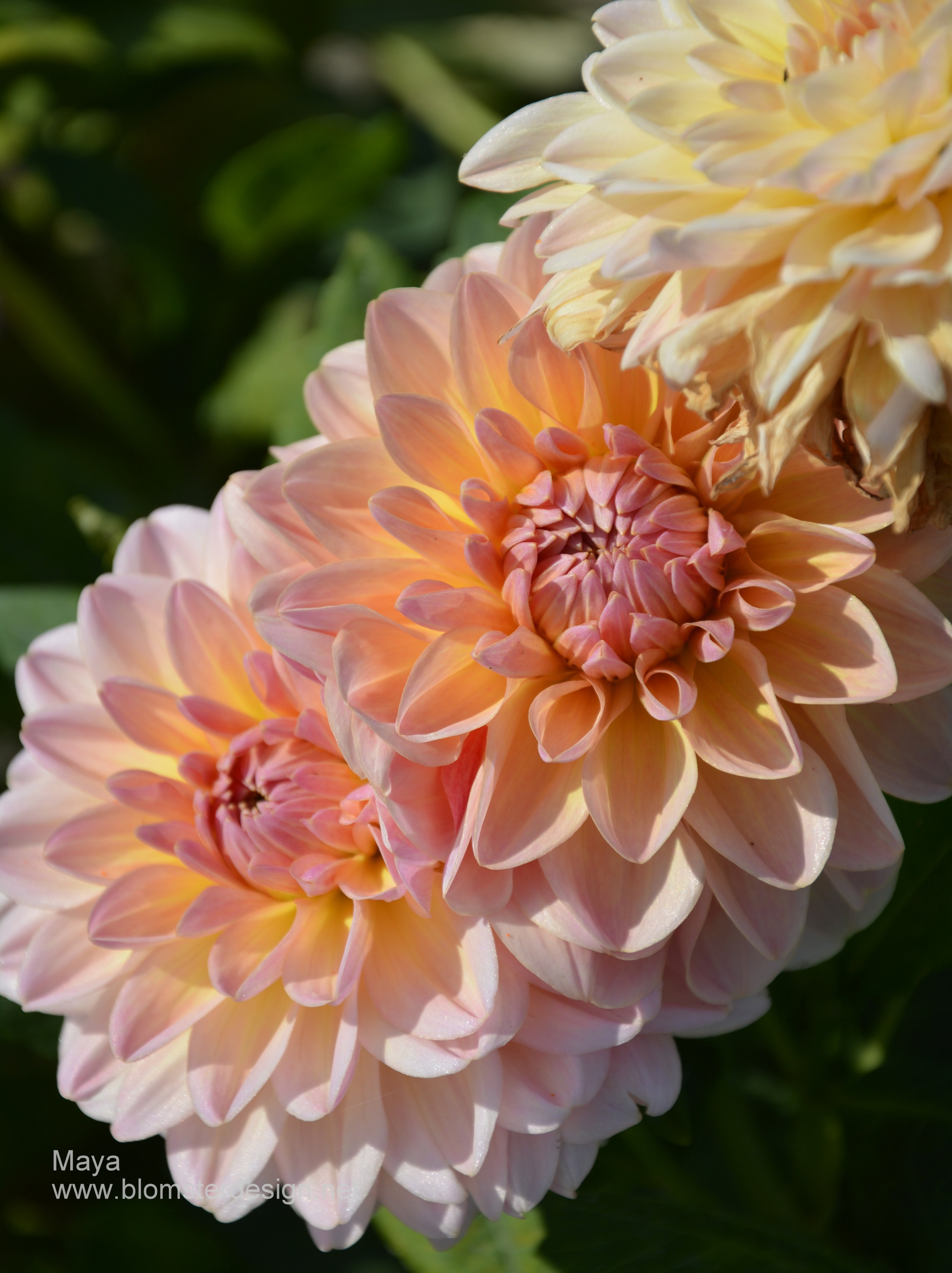 Dahlia Maya - 3