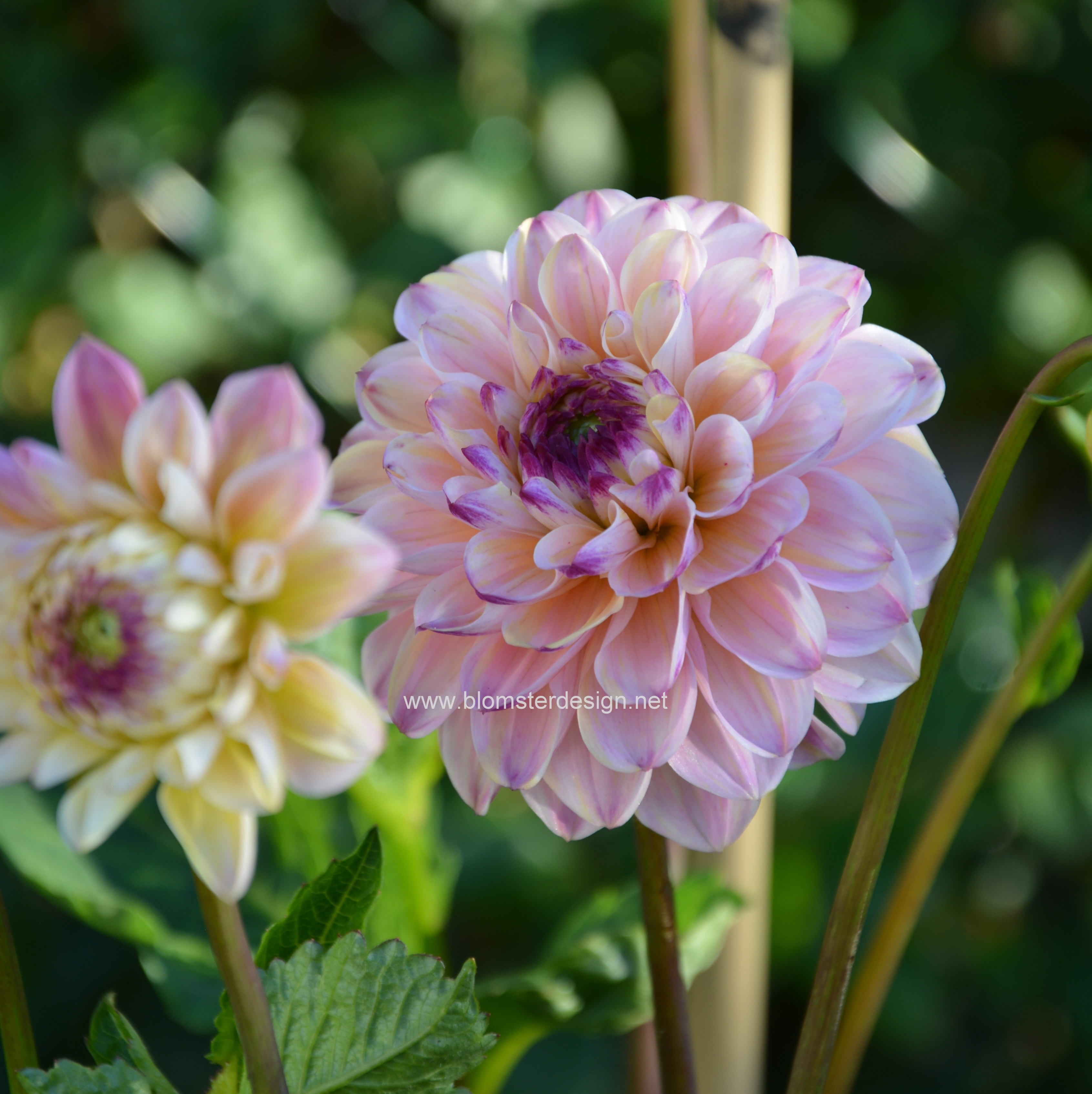 Dahlia Wine eyed Jill Blomsterdesign i Landskrona