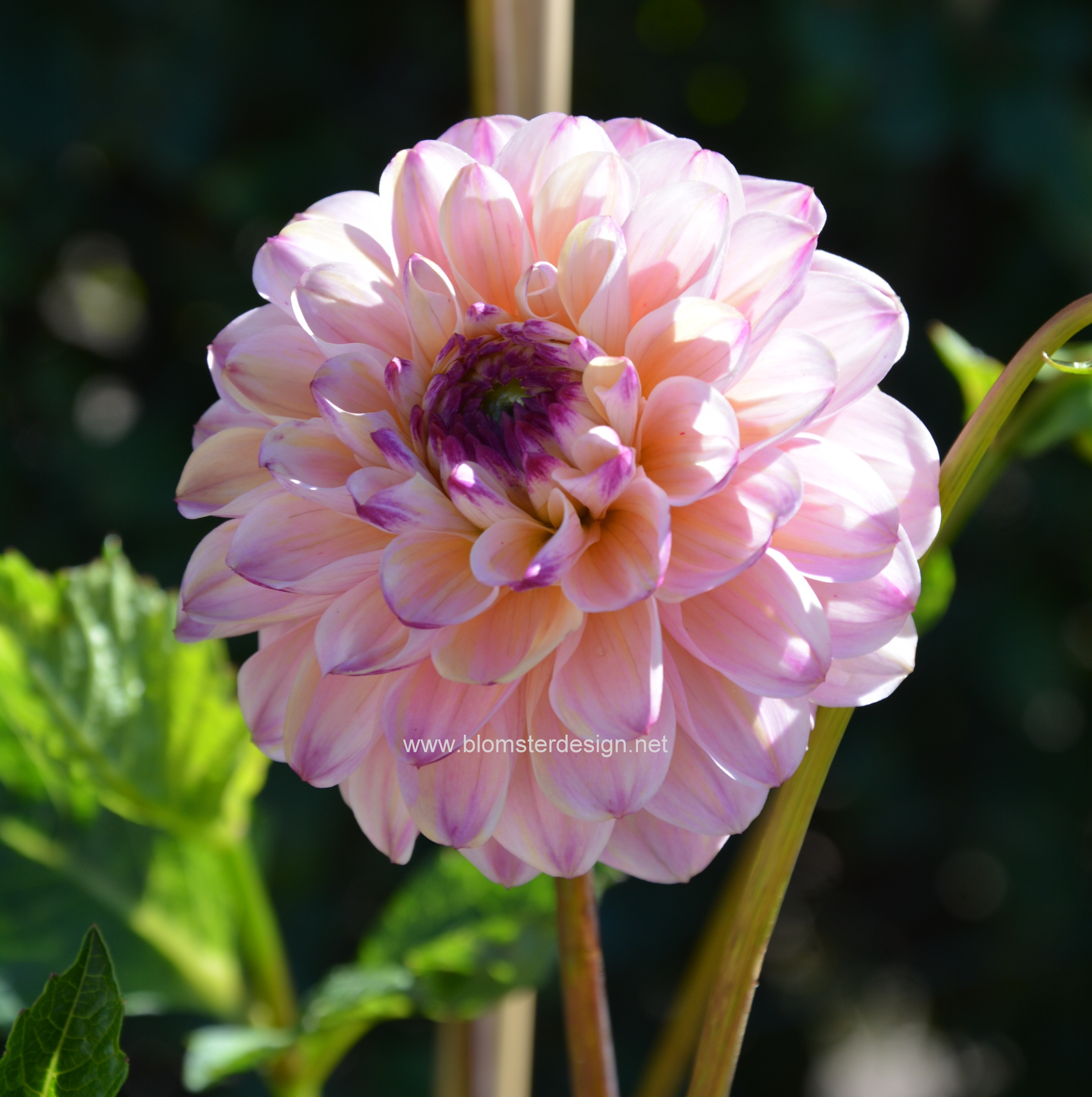 Dahlia Wine eyed Jill Blomsterdesign i Landskrona