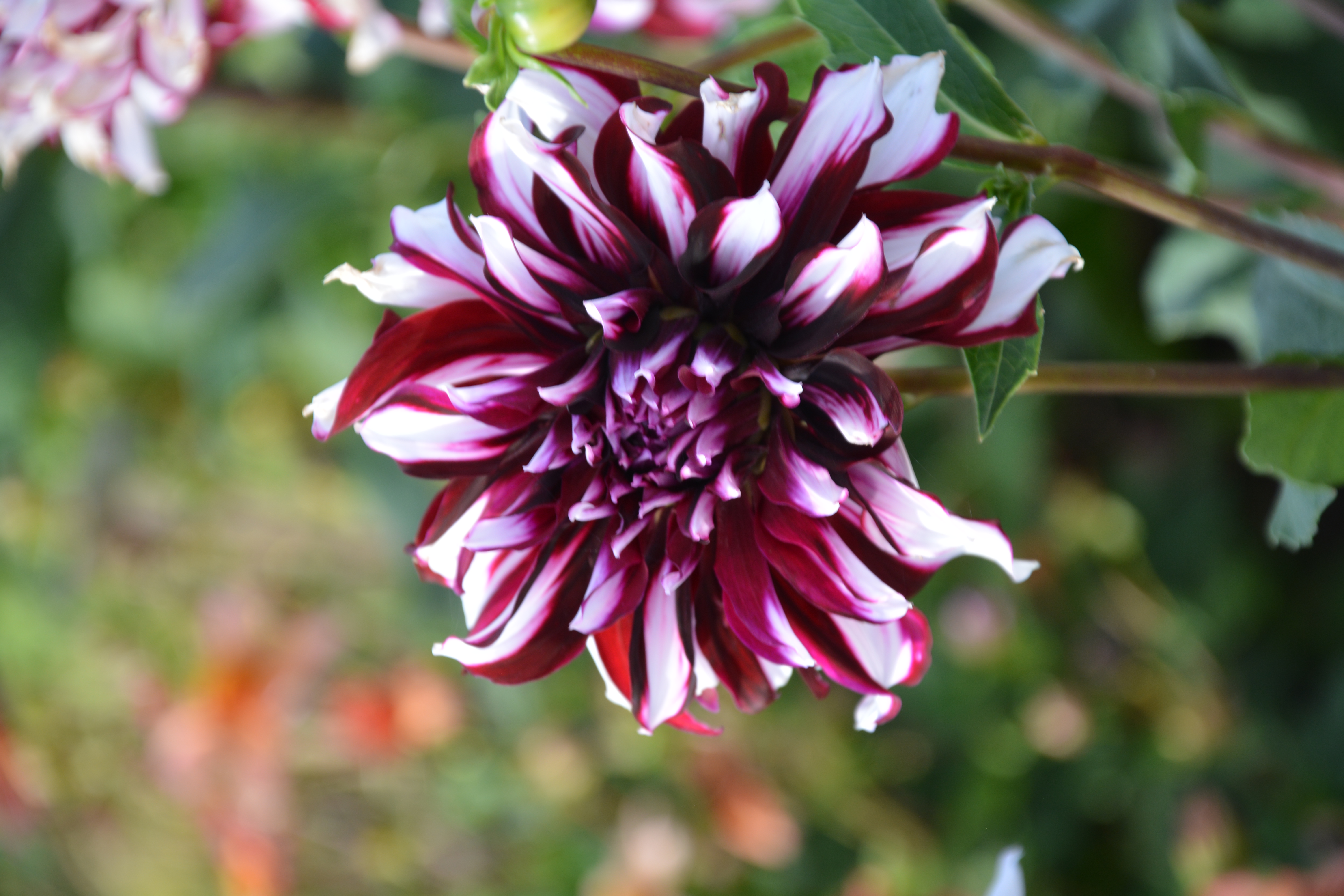 Dahlia Tartan - 4