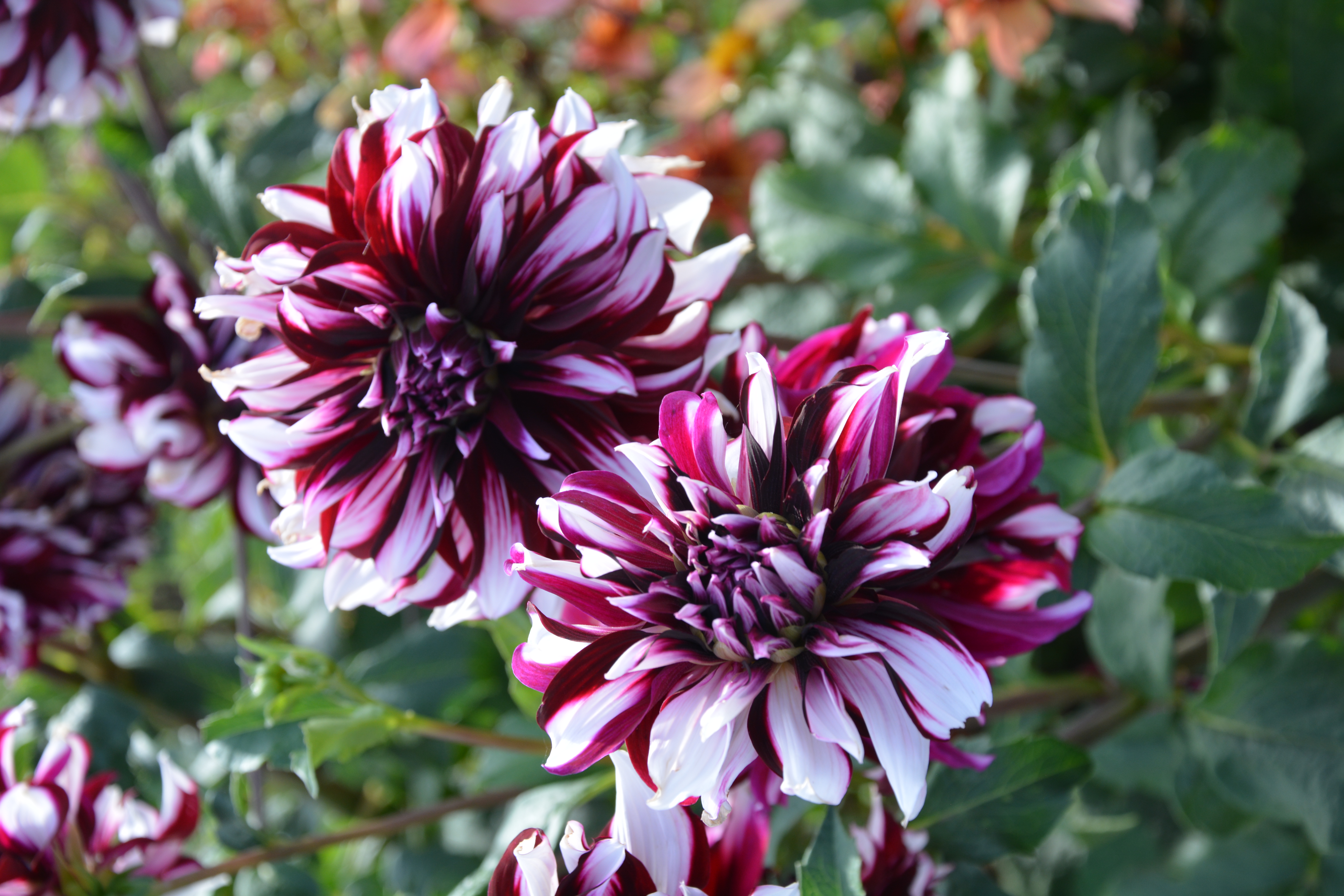 Dahlia Tartan