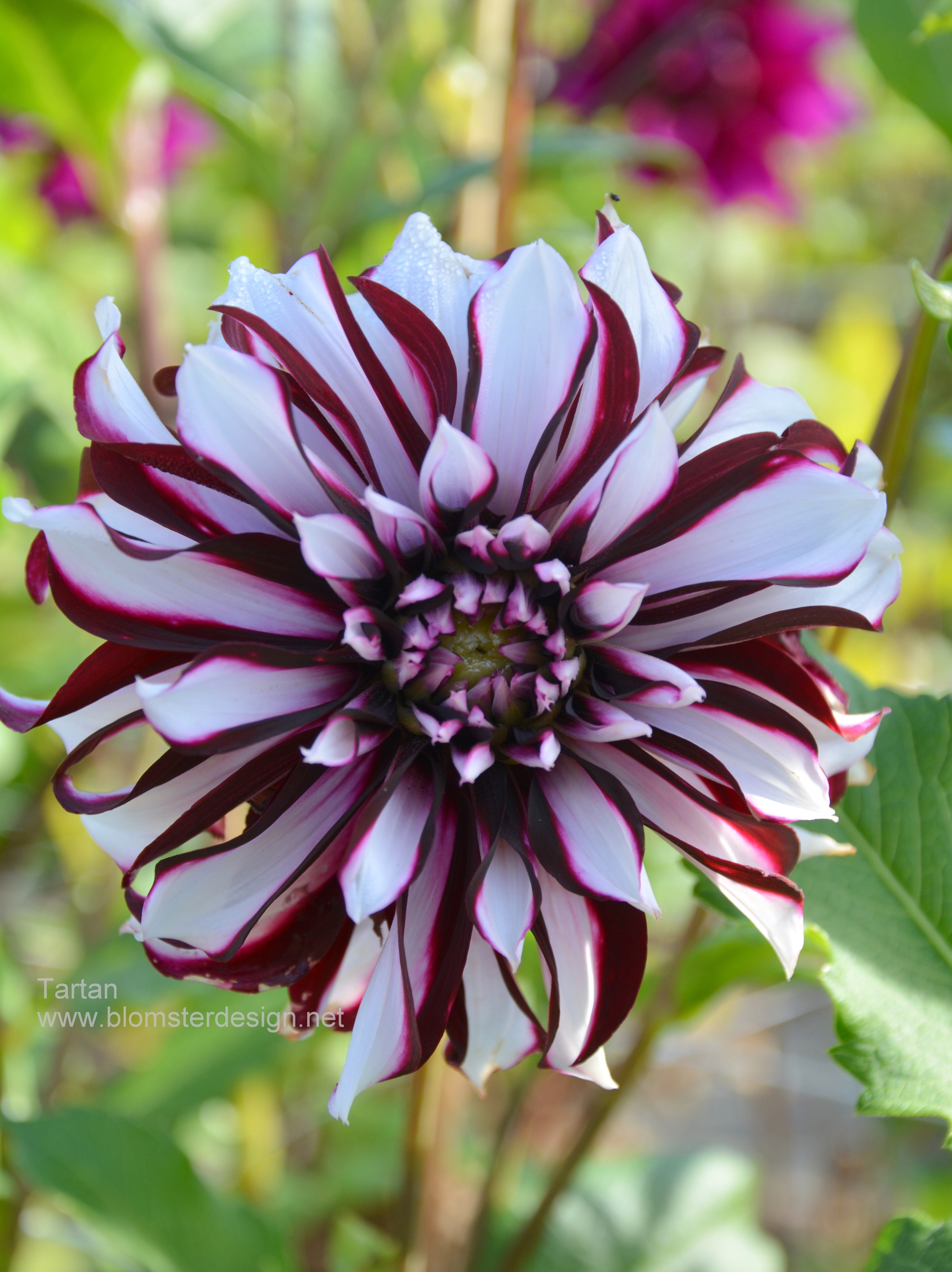 Dahlia Tartan