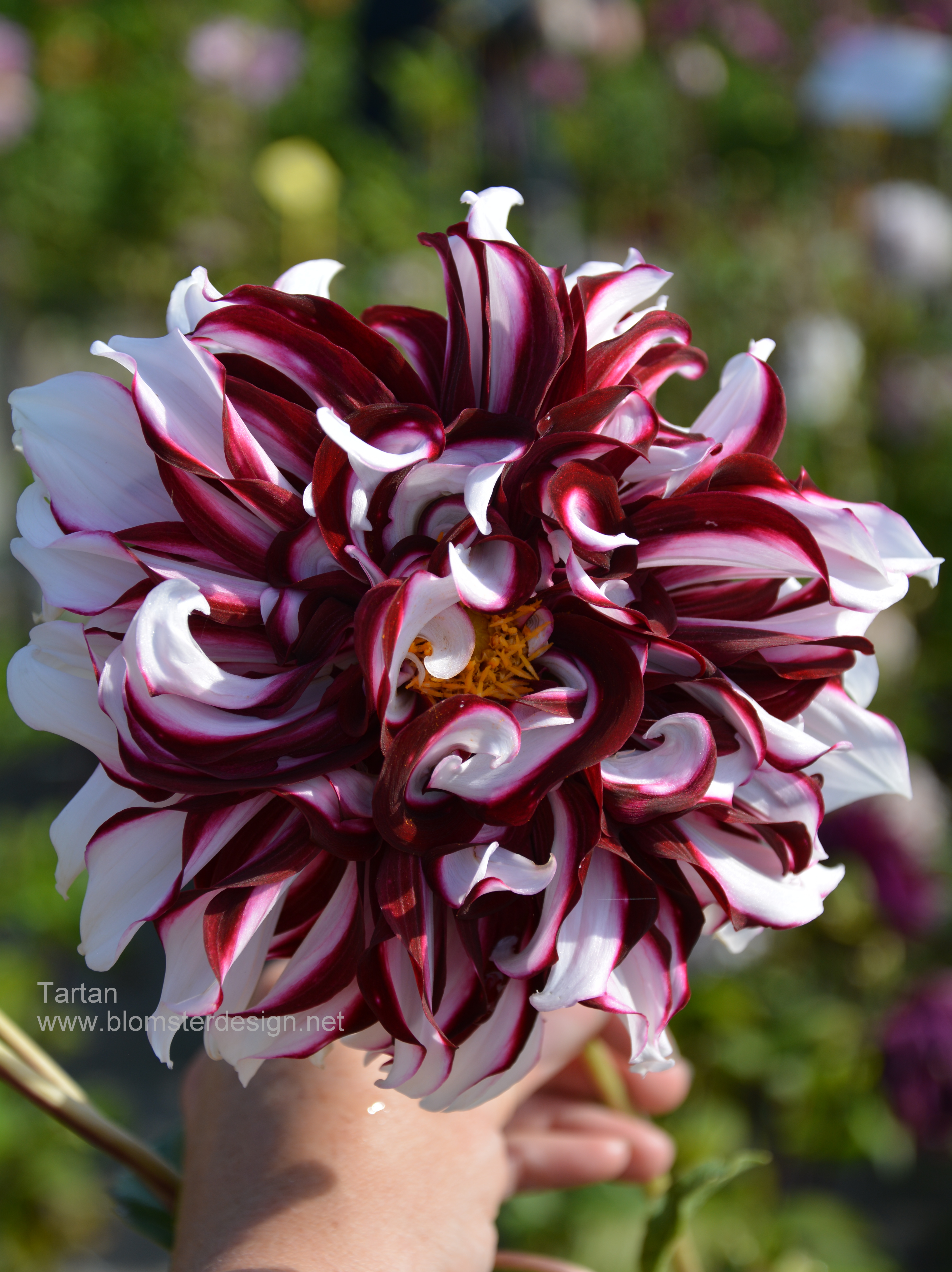 Dahlia Tartan - 3