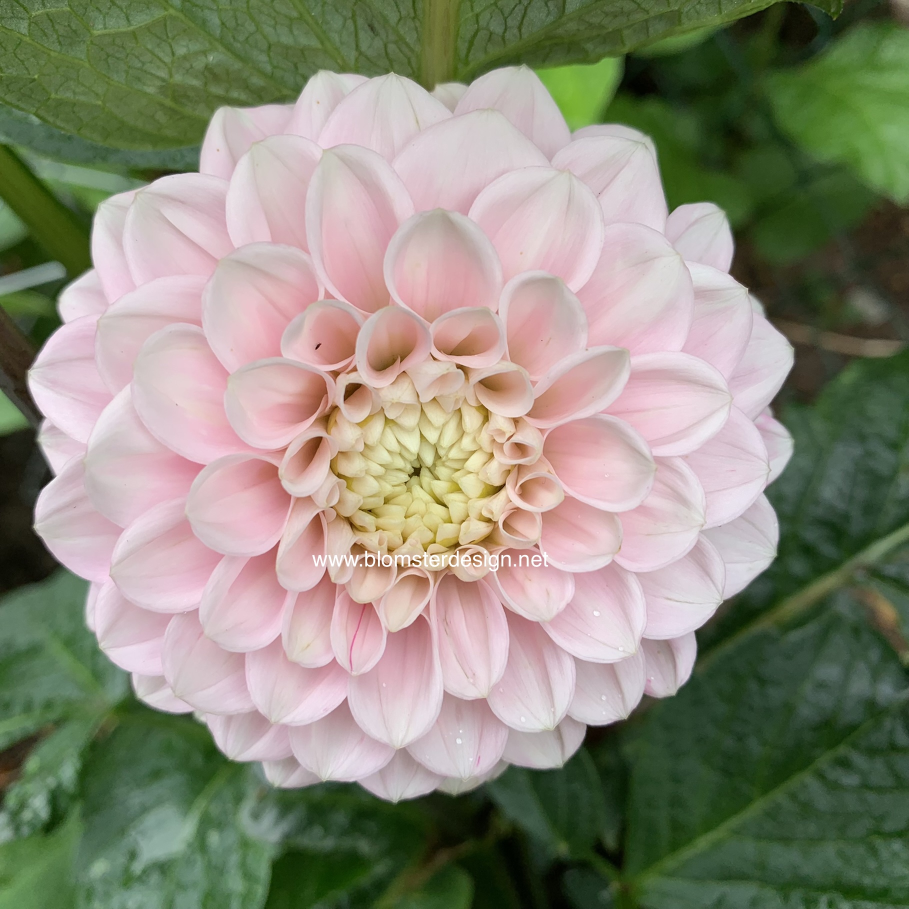 Dahlia Wizard of Oz - 6