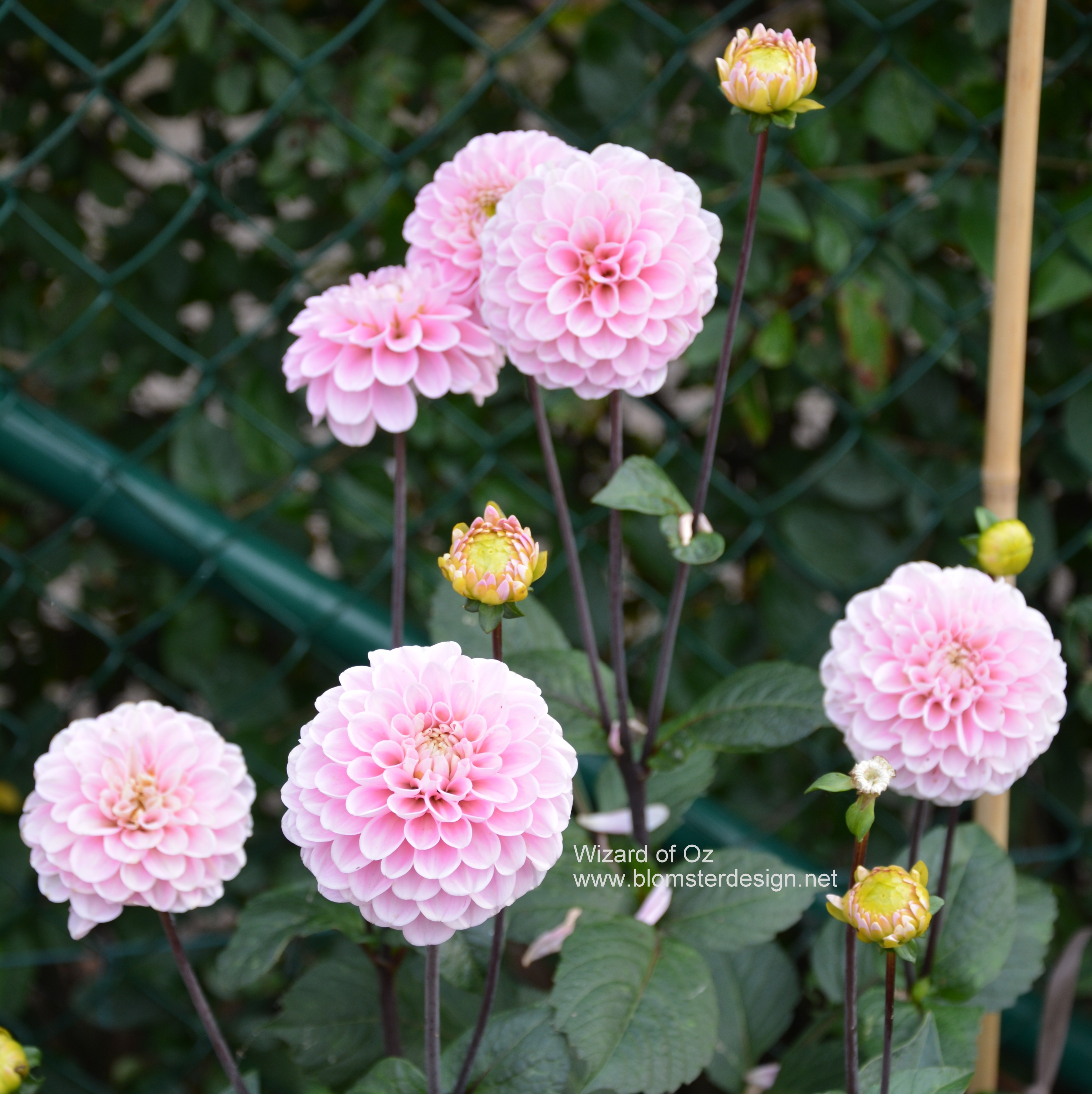 Dahlia Wizard of Oz - 4
