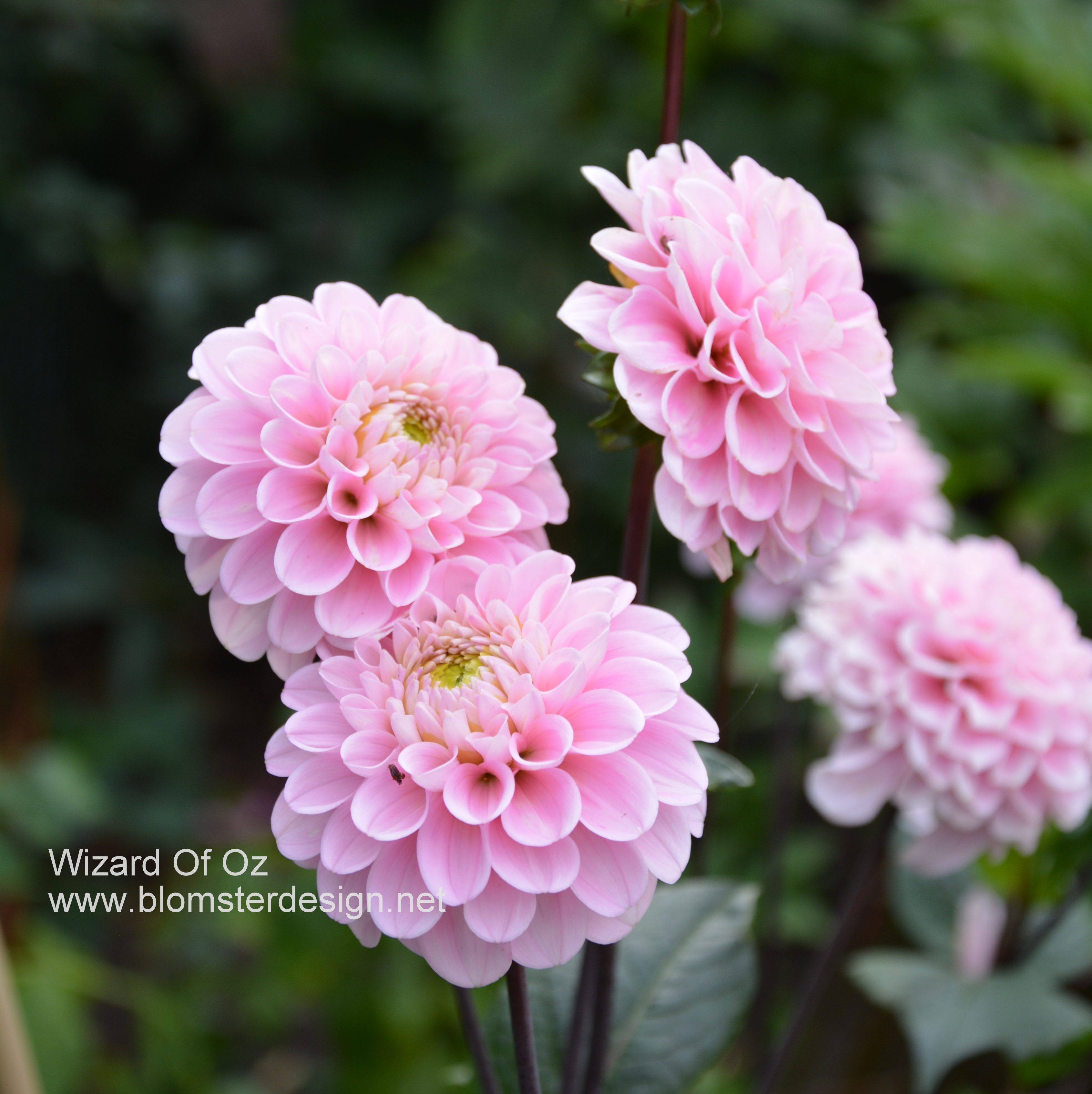 Dahlia Wizard of Oz