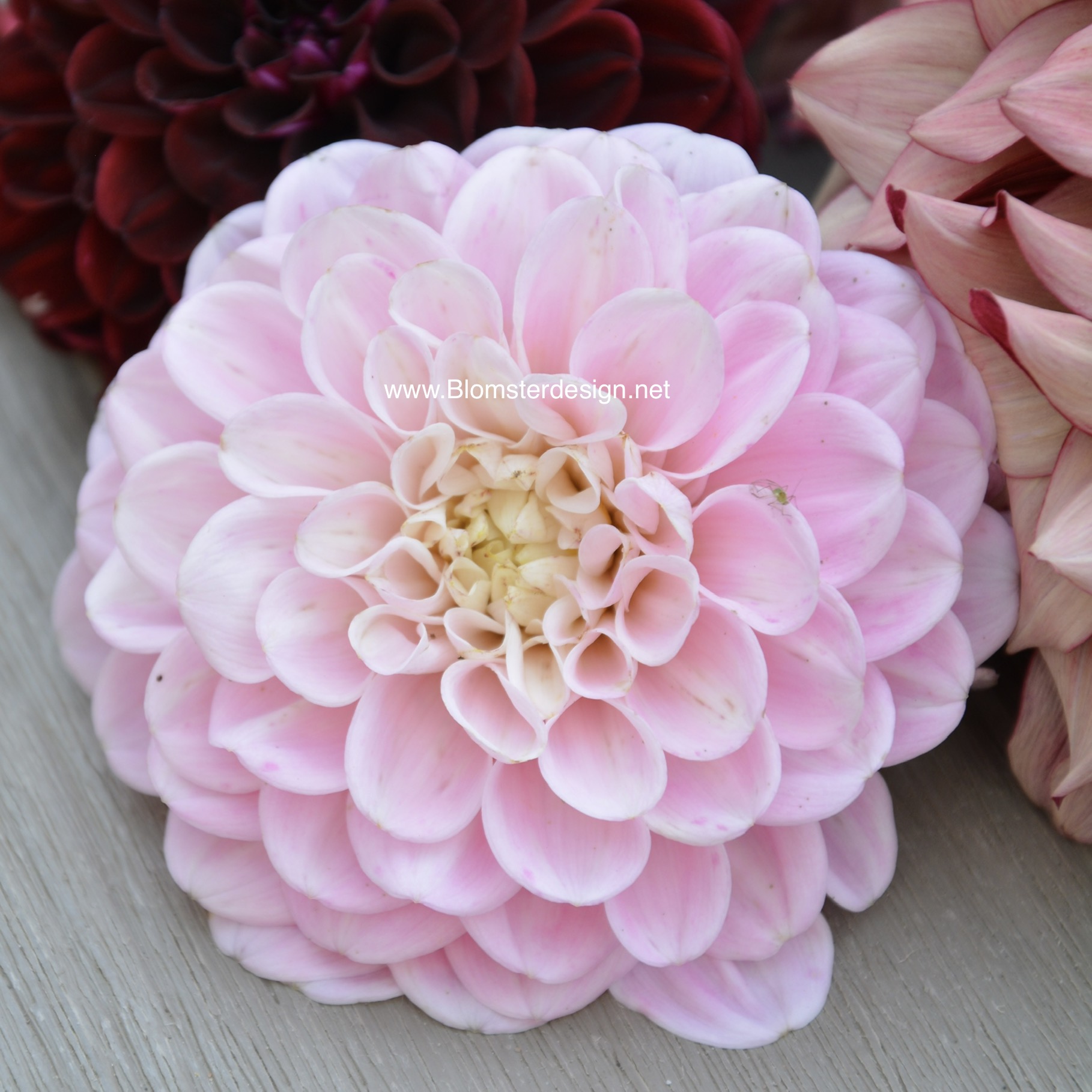 Dahlia Wizard of Oz - 5