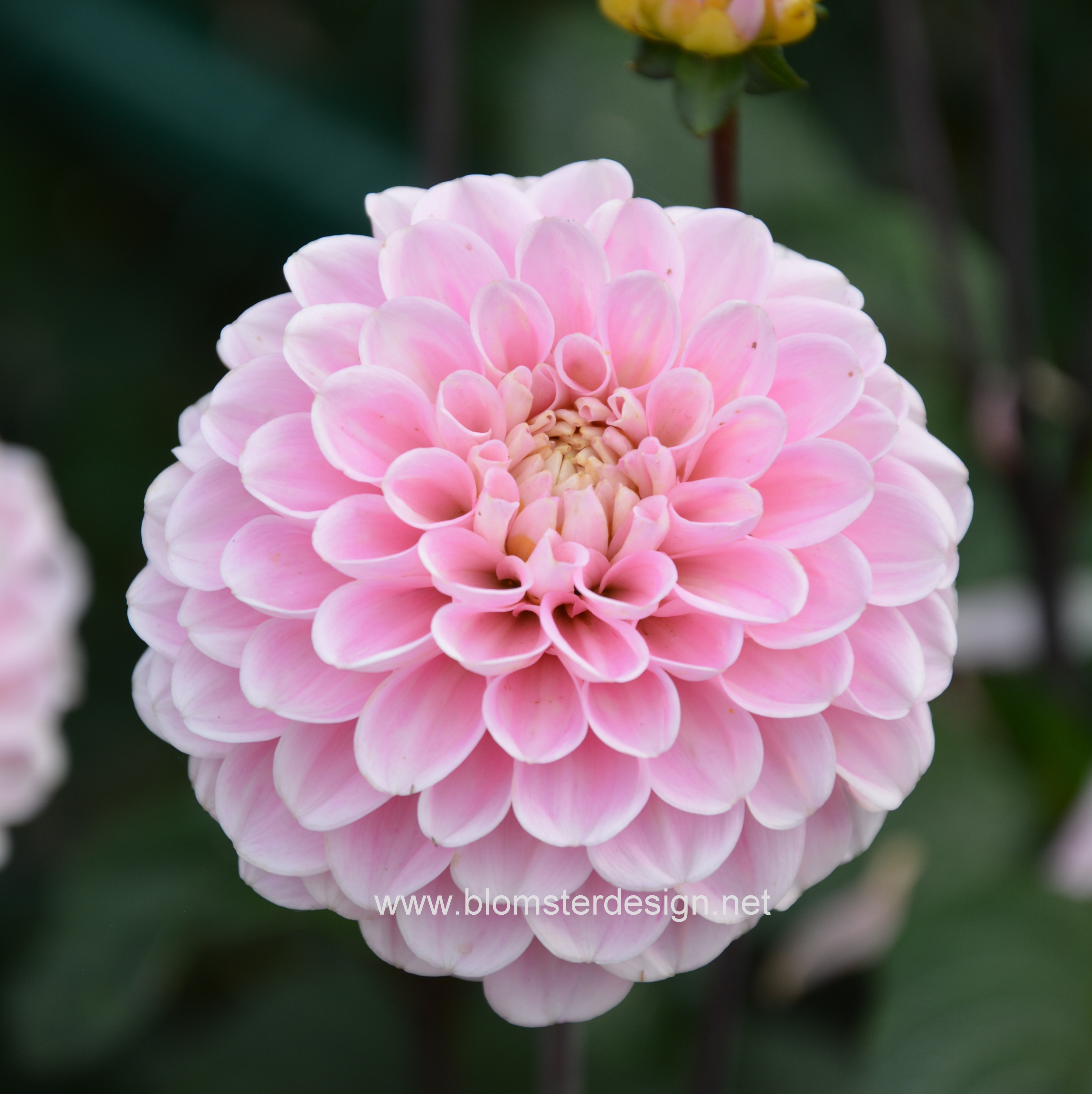 Dahlia Wizard of Oz