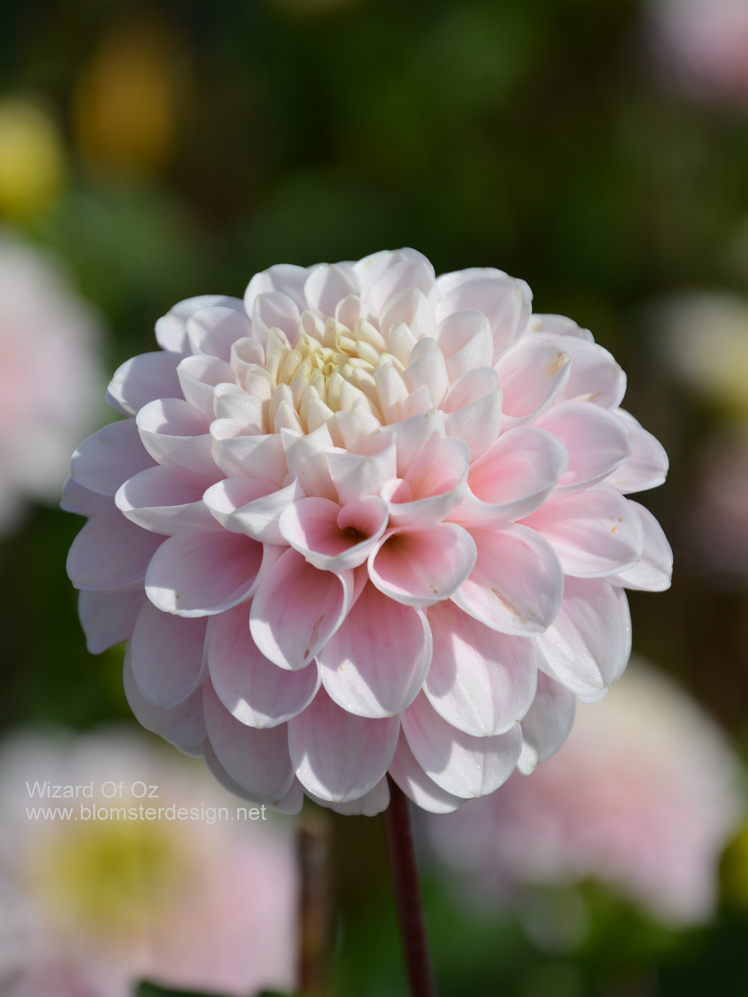Dahlia Wizard of Oz - 3