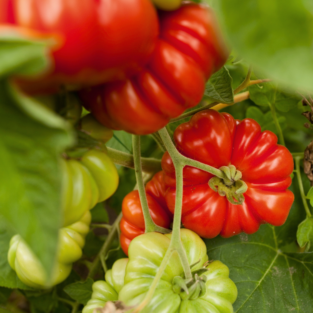 Bifftomat - Costoluto Fiorentino - Kultursort