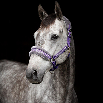 HORSE UNIQUE GRIMMA