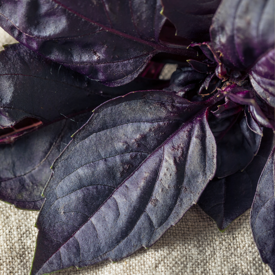 Basilika - Red Rubin