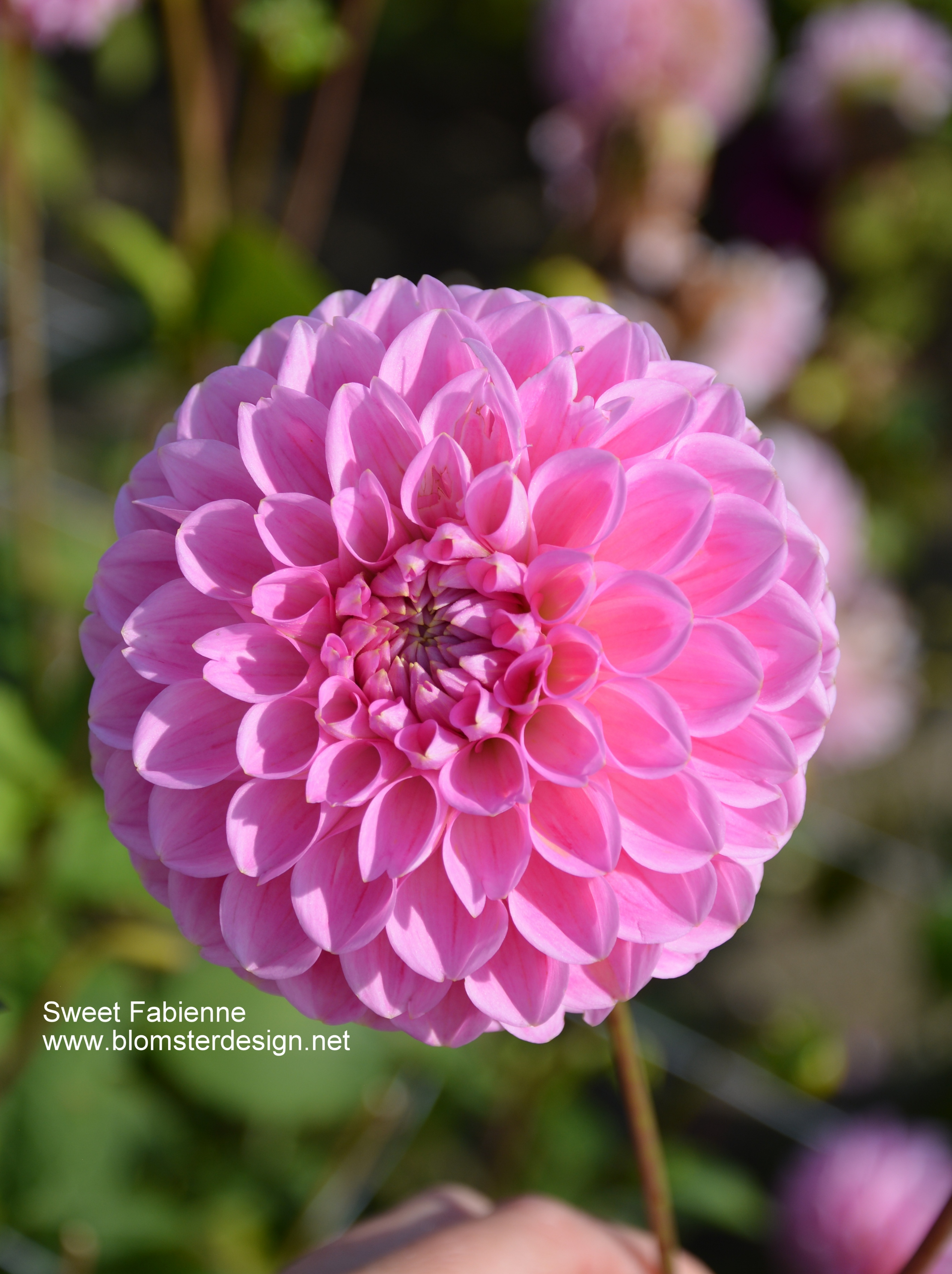Dahlia Sweet Fabienne