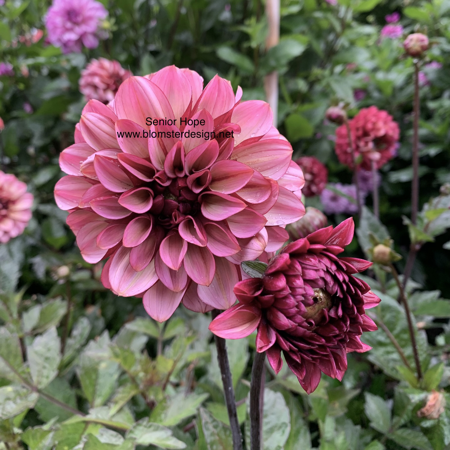 Dahlia Seniors Hope
