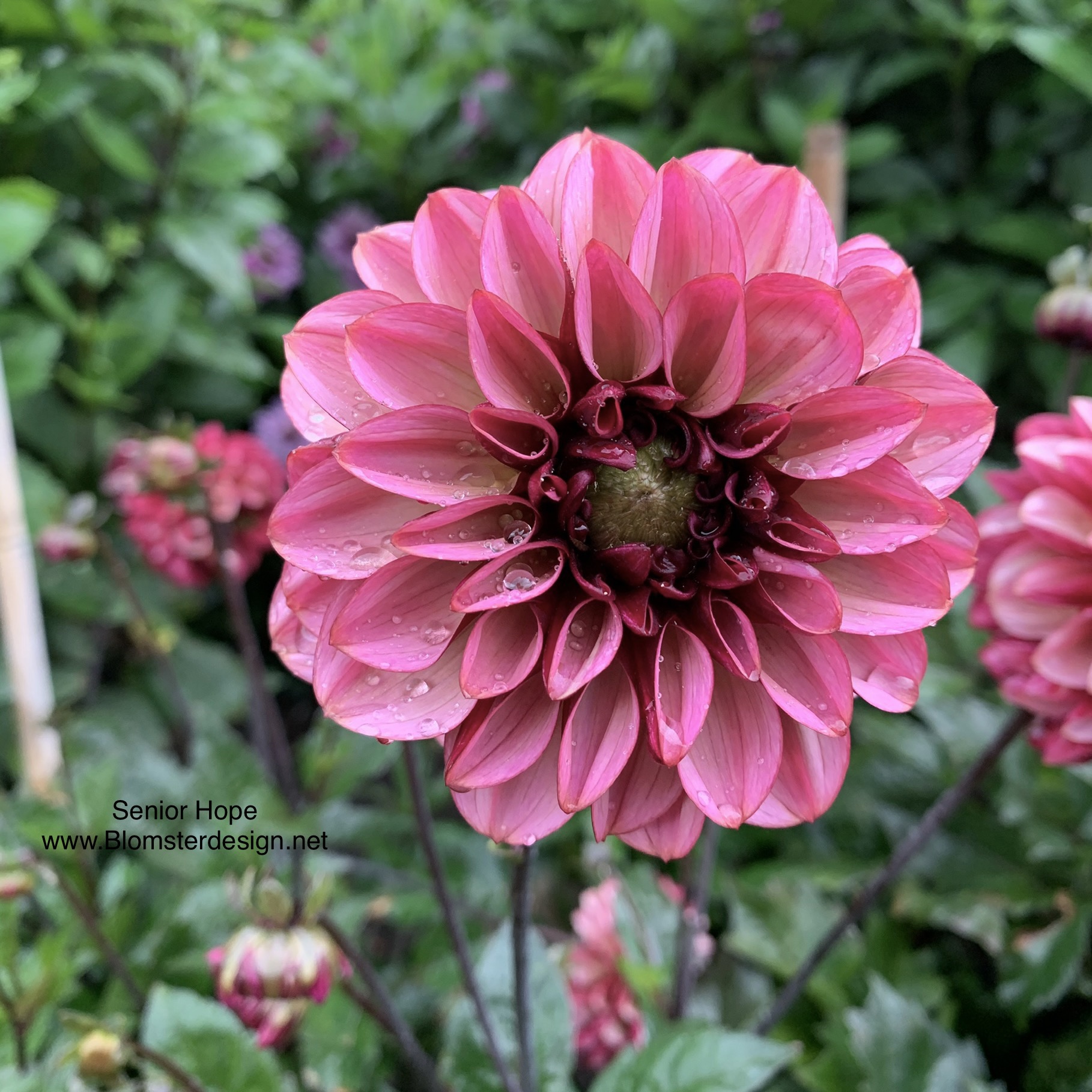 Dahlia Seniors Hope