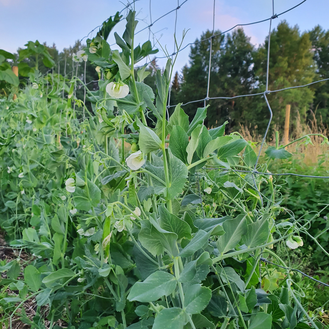 Märgärt - Kelvedon Wonder