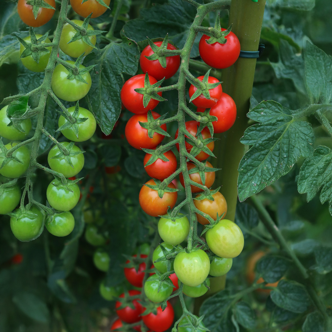 Tomat Suncherry F1