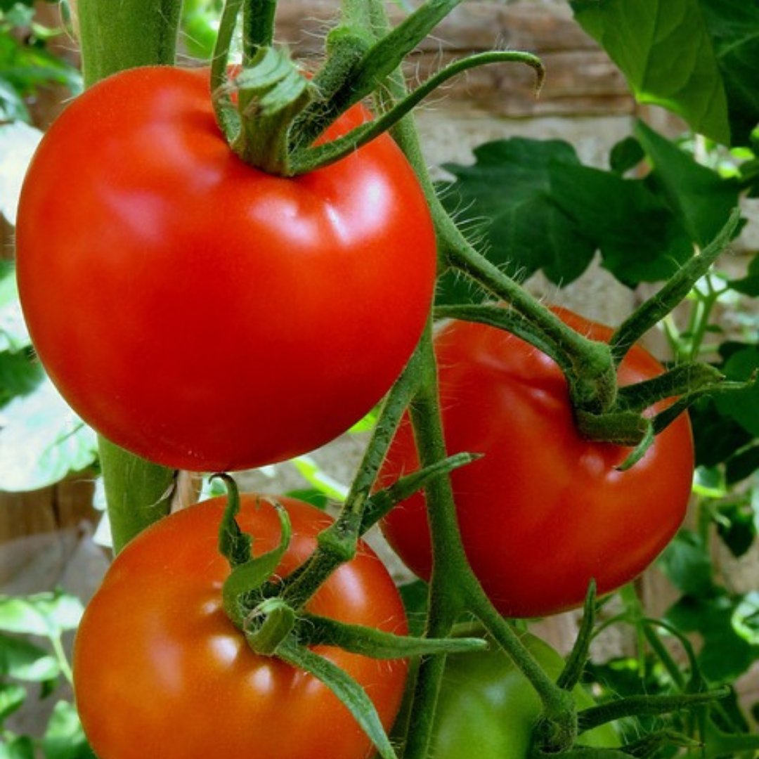 Busktomat - Ace 55 VF - Kultursort