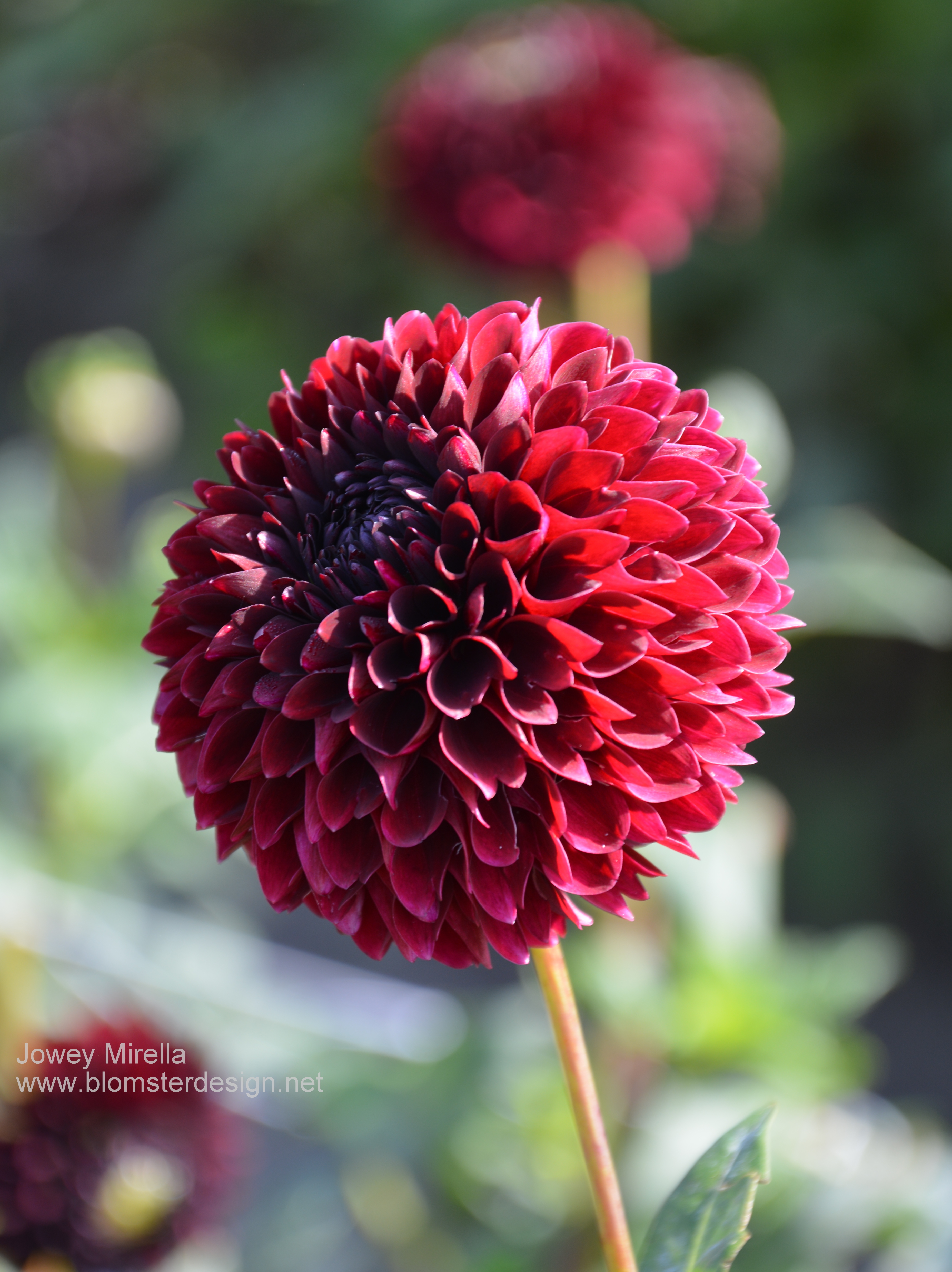 Dahlia Jowey Mirella 