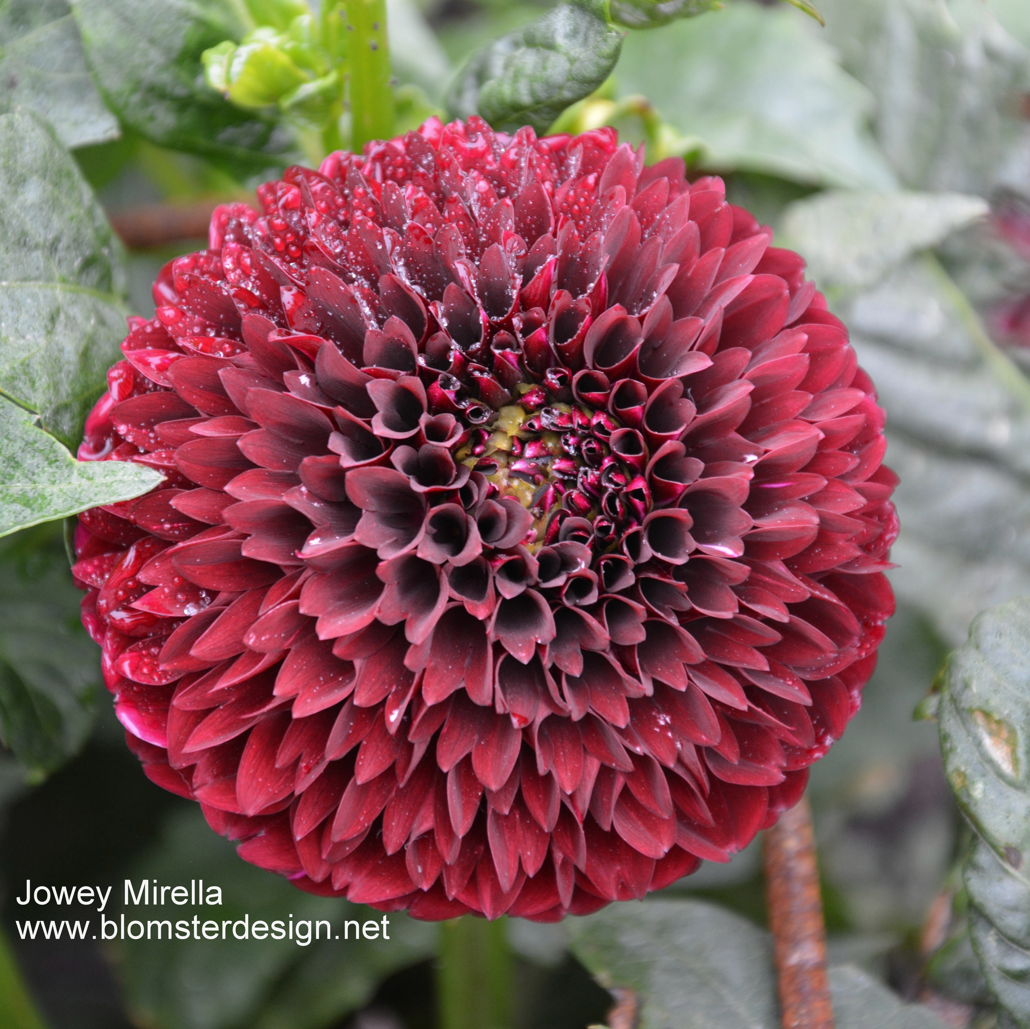 Dahlia Jowey Mirella 