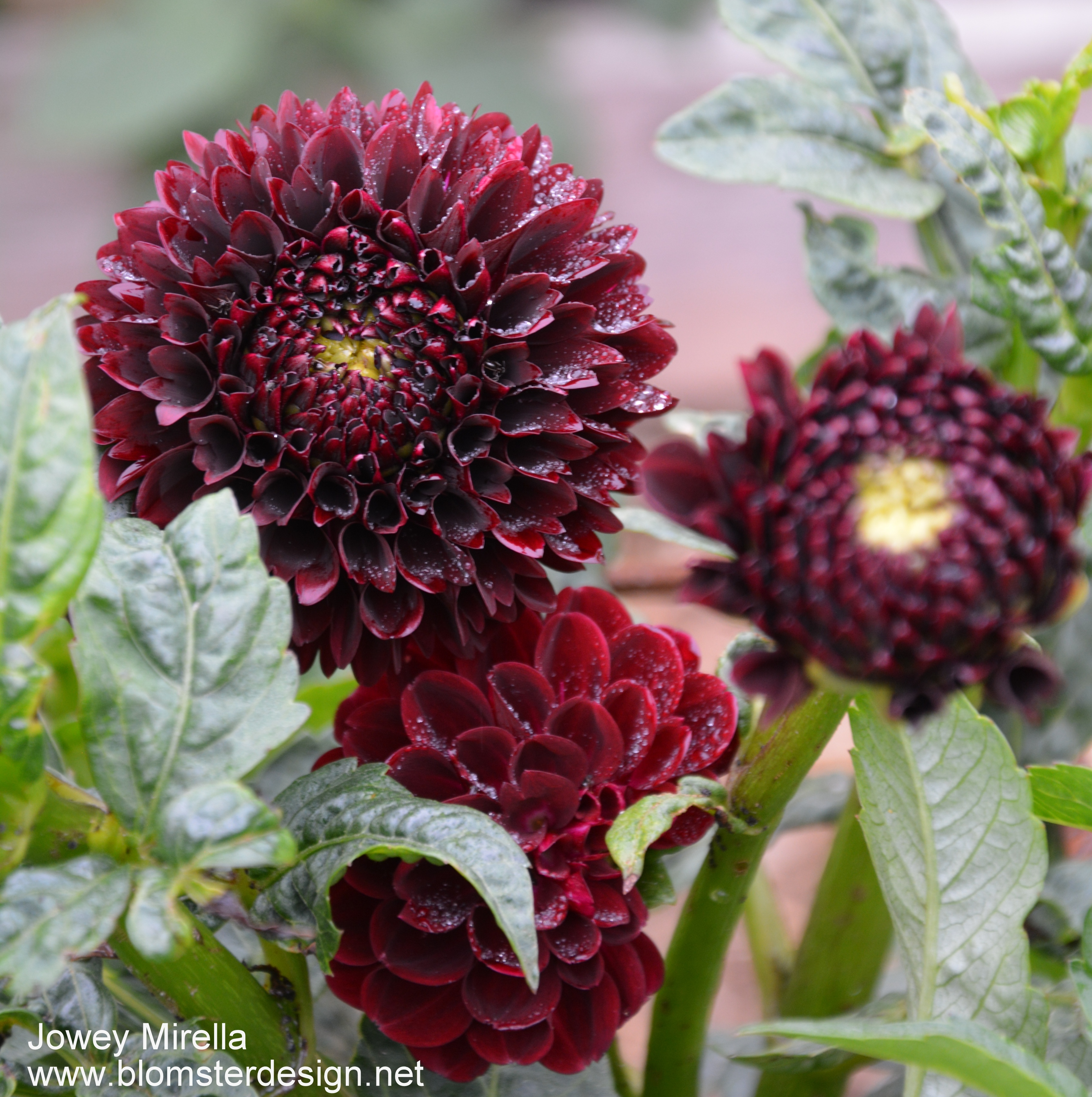 Dahlia Jowey Mirella  - 3