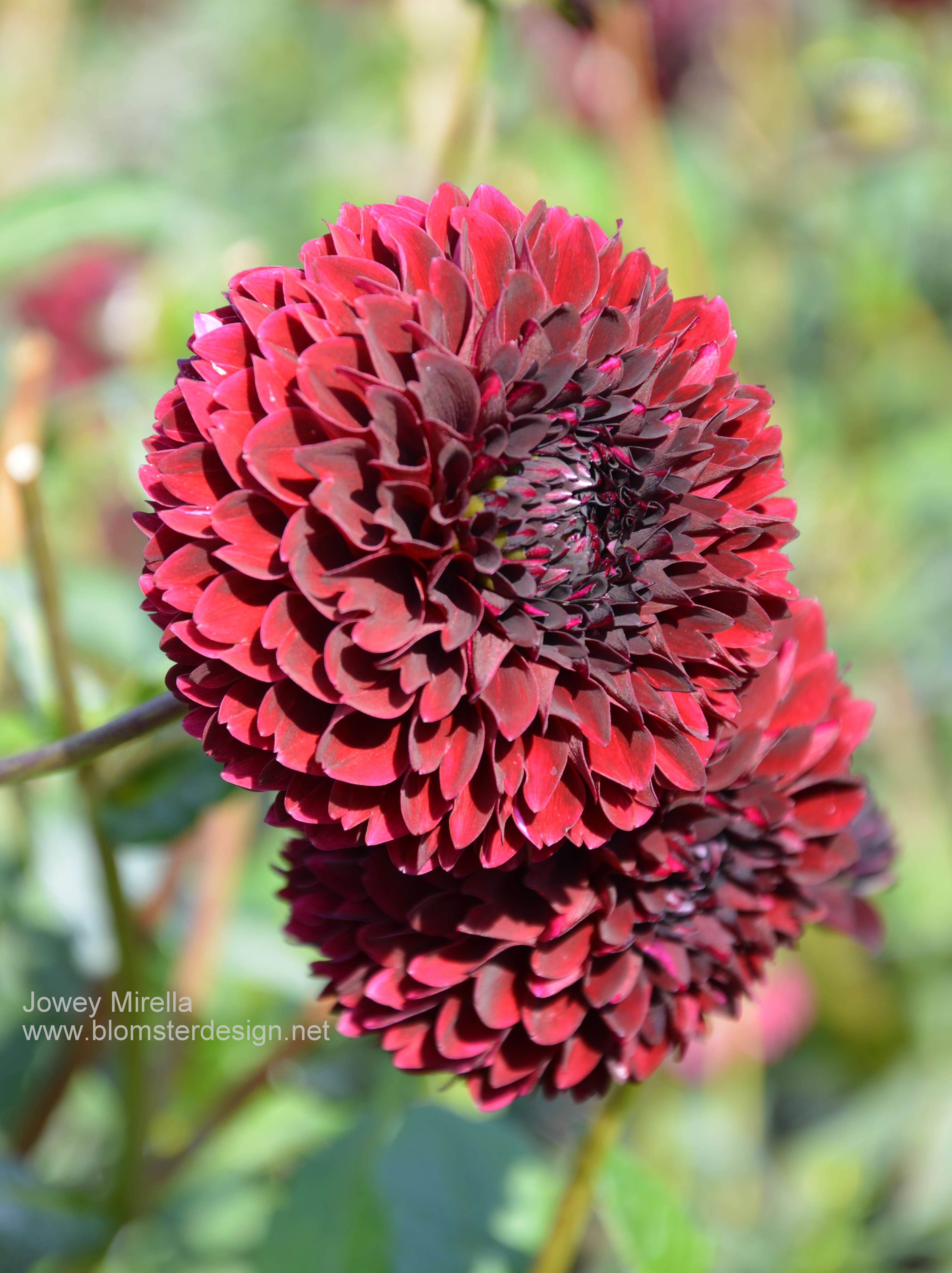 Dahlia Jowey Mirella  - 4