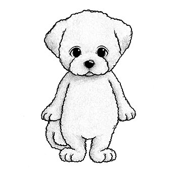 Sugar the Bichon frisé
