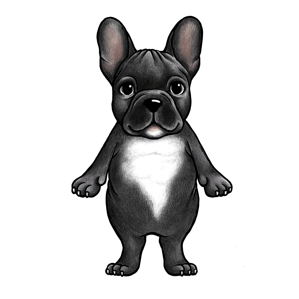 Franska bulldoggen Boss