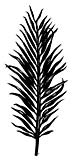  Frond 