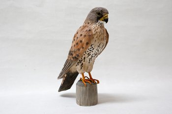 Common kestrel Wood 30x27x10 cm