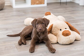 Trixie Stor Hund Soft Plysch 75cm Beige/Brun