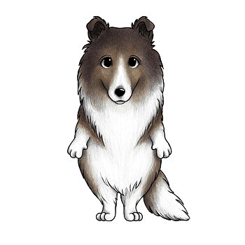 Cookie the collie