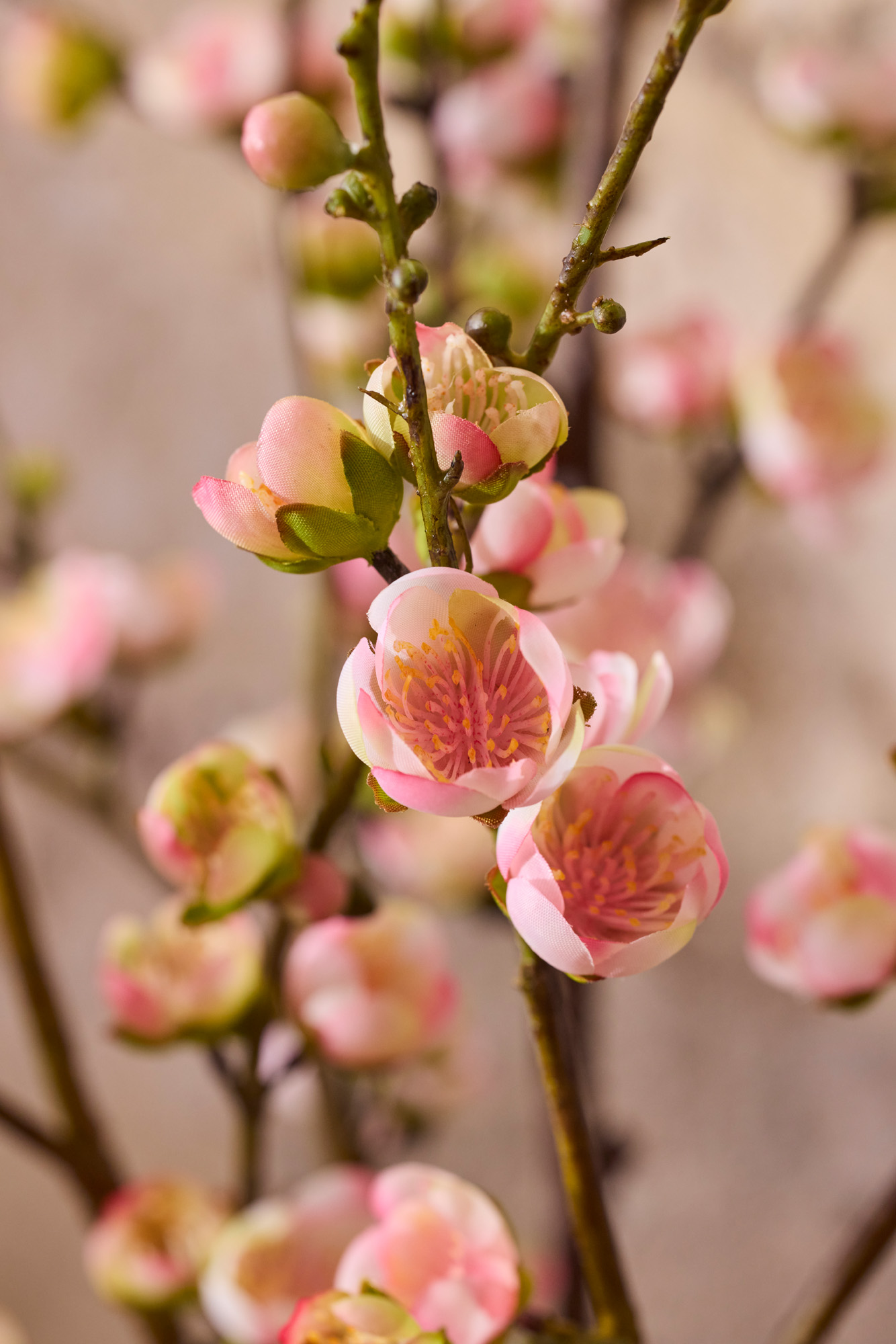Äppelblom - Rosa - 120 cm - 3