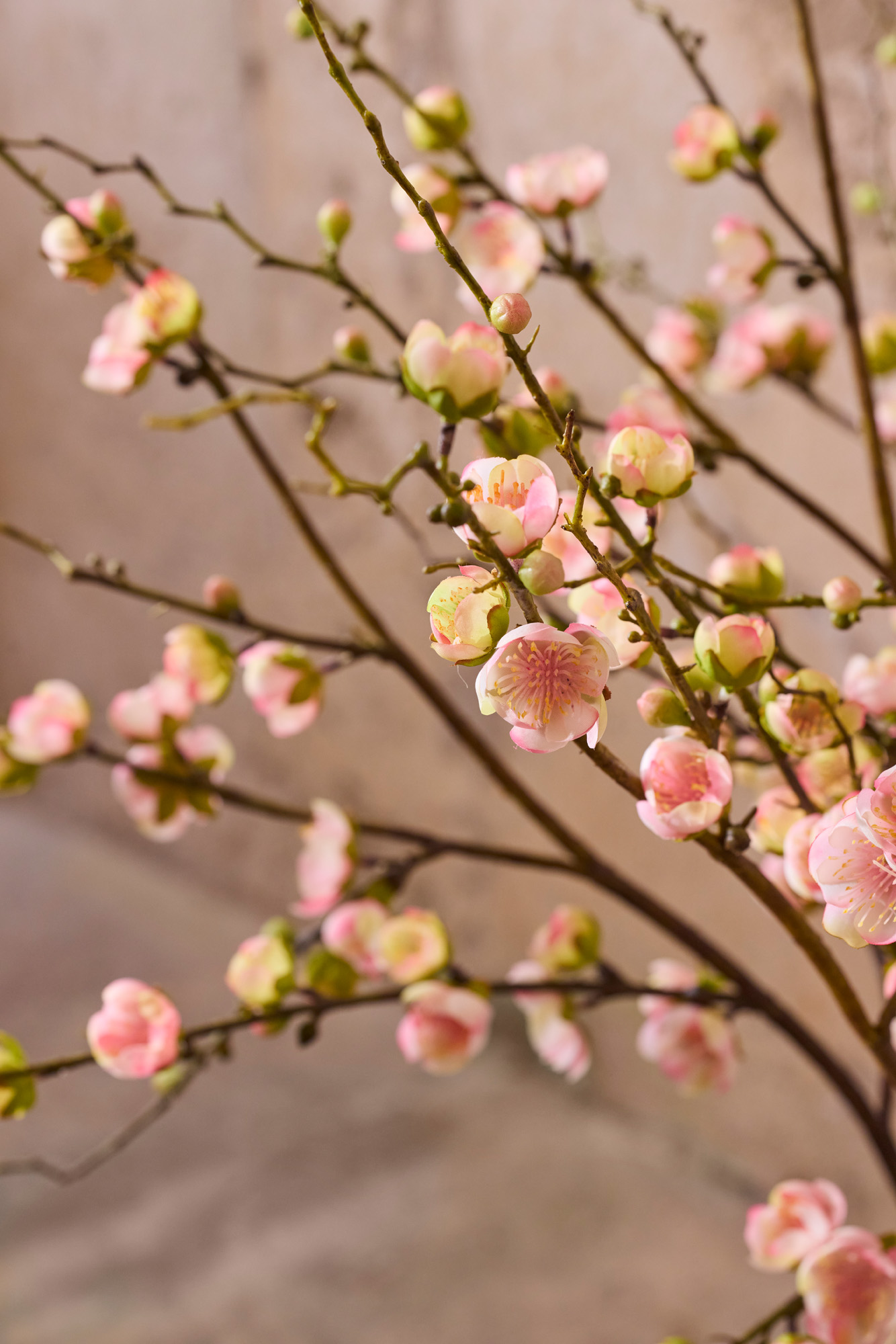 Apple Blossom - Pink - 120 cm