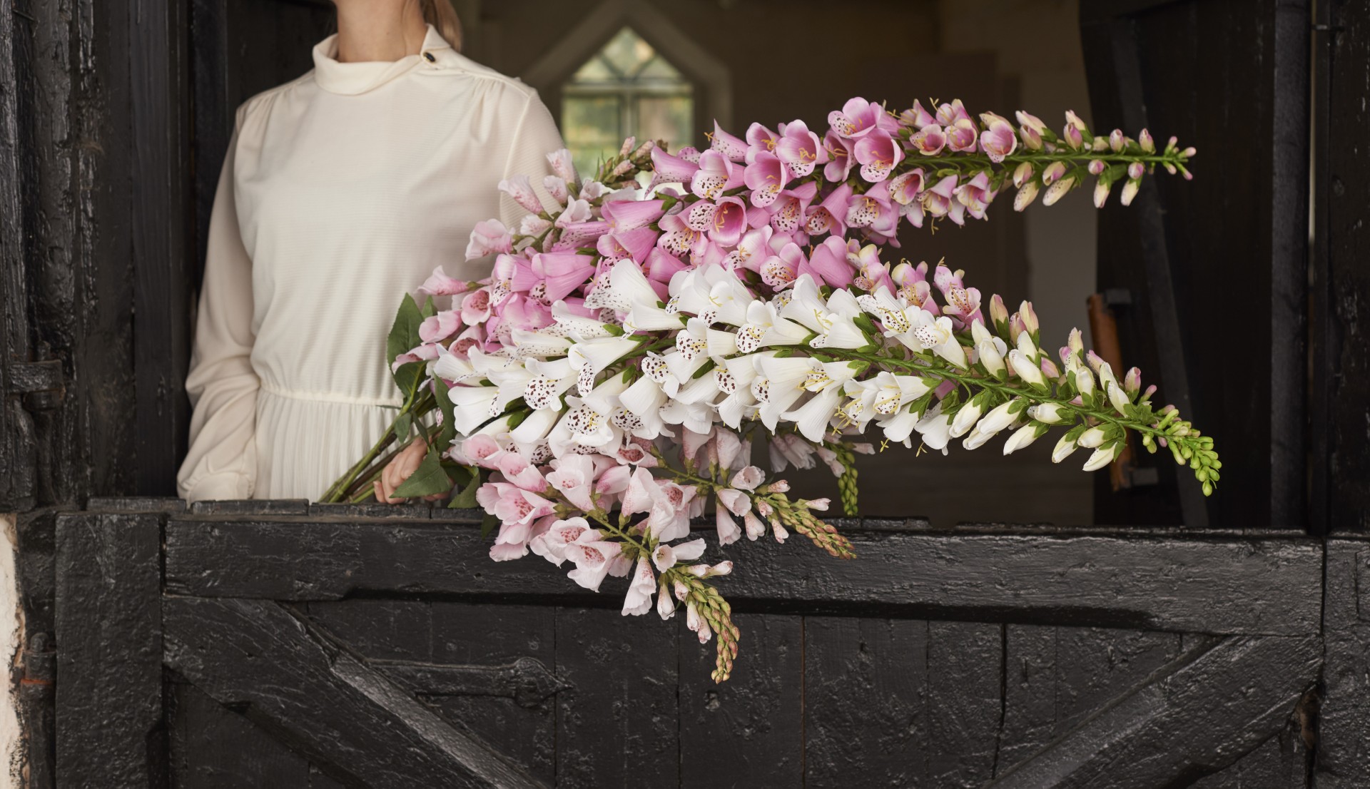 Digitalis - Foxglove Pink - 90 cm - 2