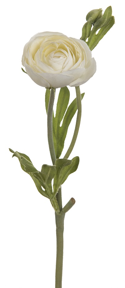 Ranuncel - Ranunkel - Cremevit - 45 cm - 6