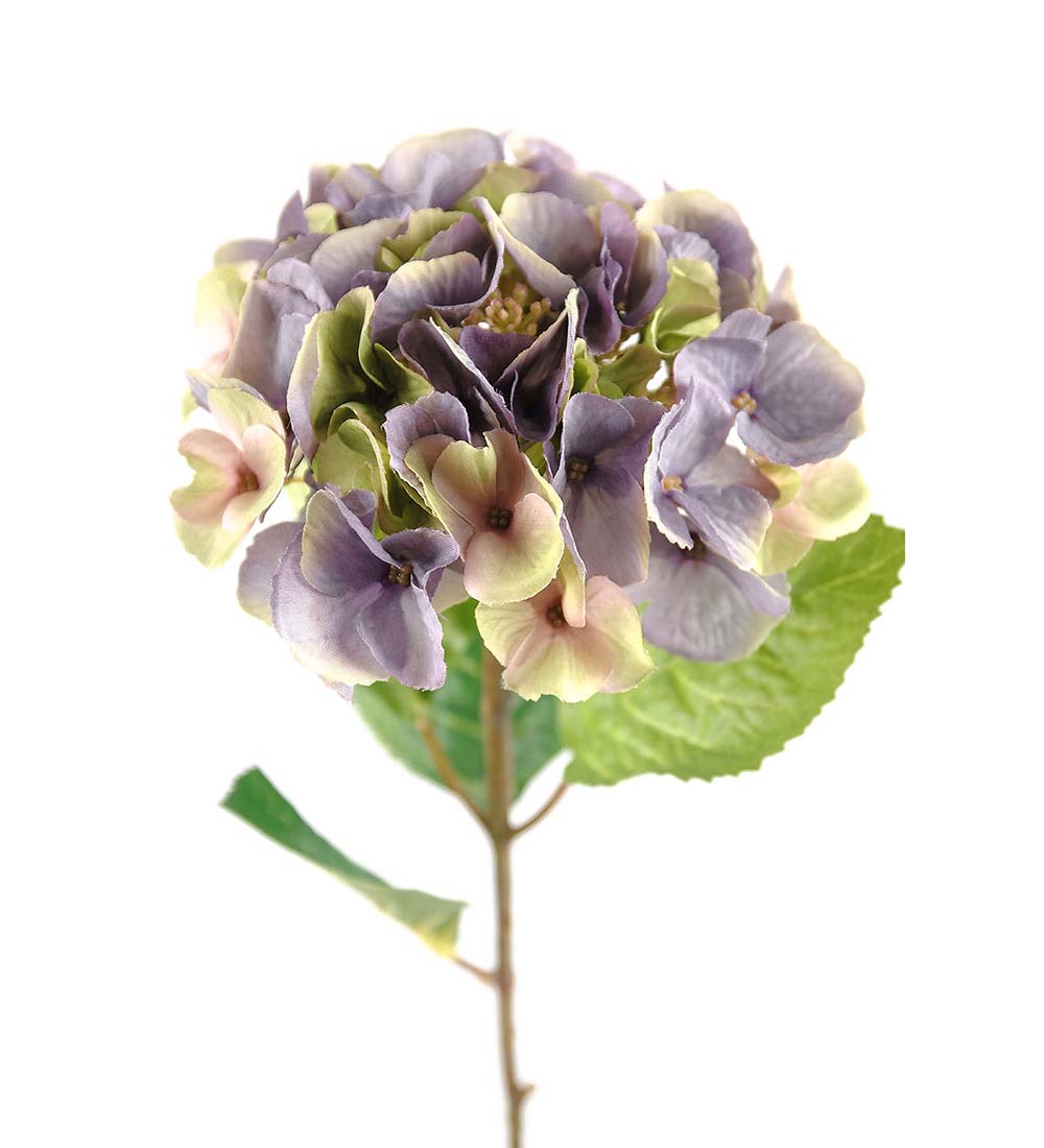 Hydrangea - 45 cm