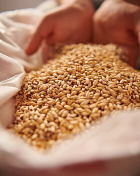 Barke® pilsnermalt Weyermann®, hel malt, pall 33x25 kg