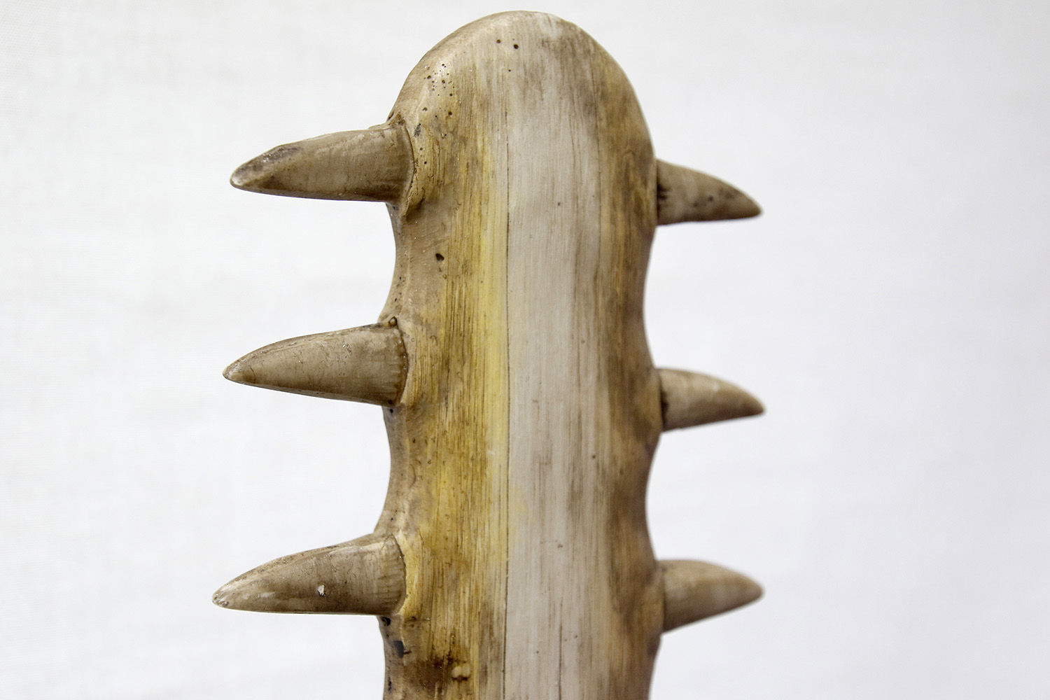 Sawfish Rostrum 109x20 cm