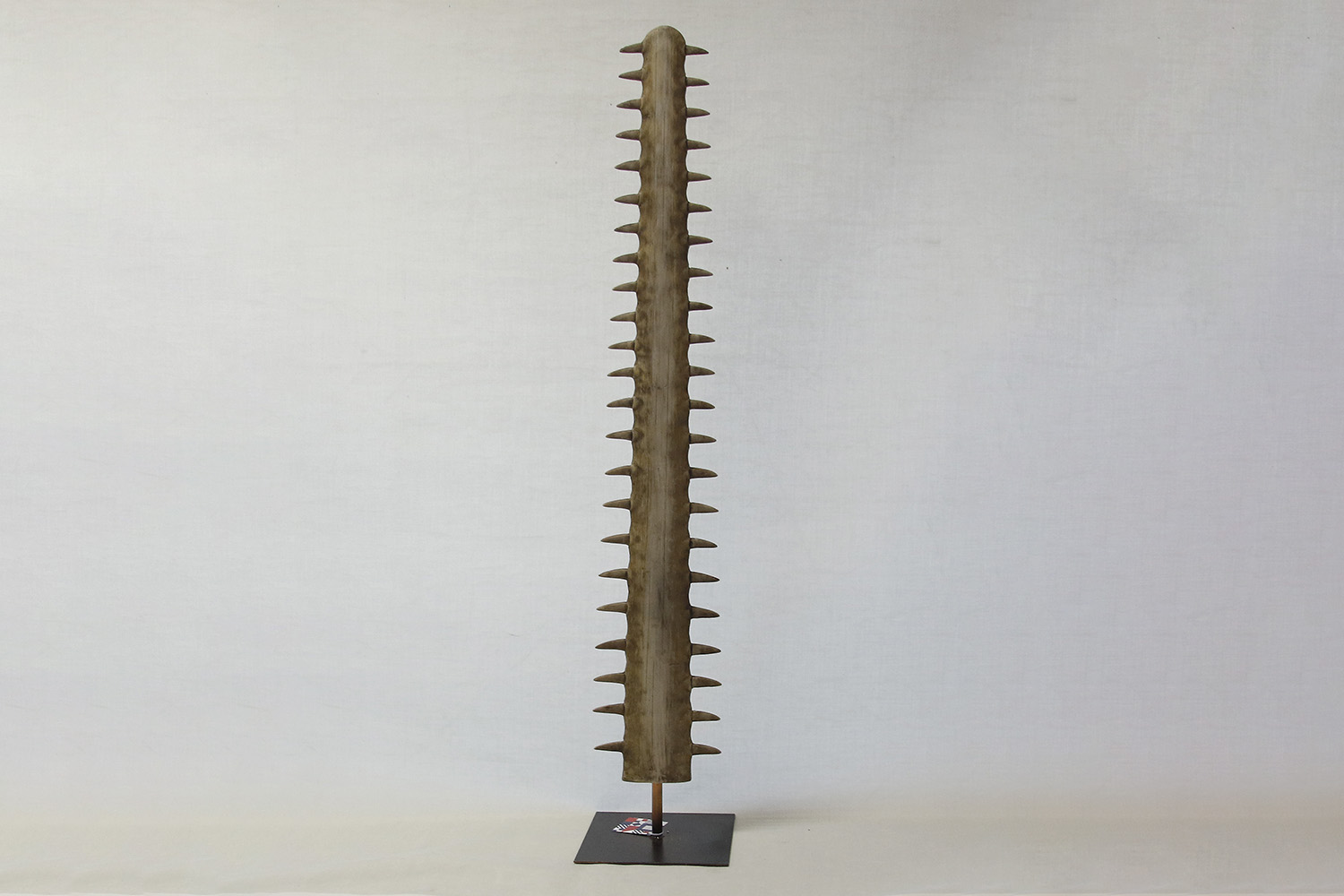 Sawfish Rostrum 109x20 cm - 2