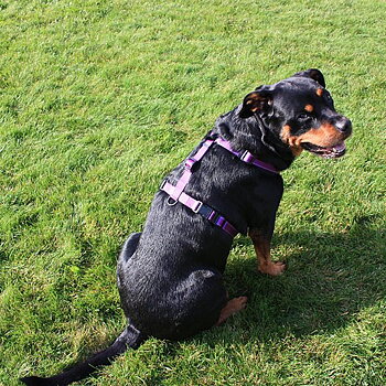 Dogman Justerbar H-Sele Iris med Reflex, Turkos 