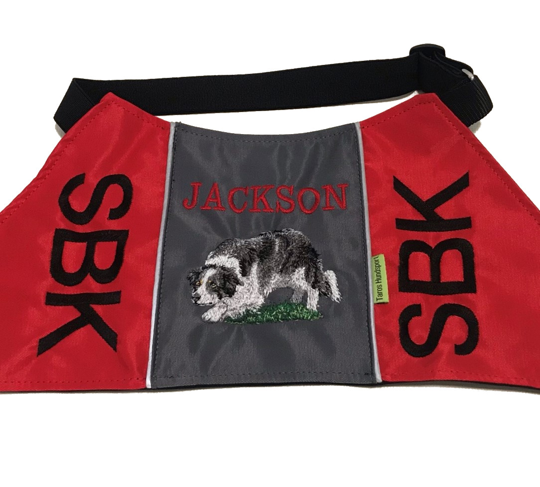 Border collie vallande - Brodyr 3 - 2