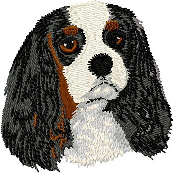 Cavalier King Charles Spaniel Tri color