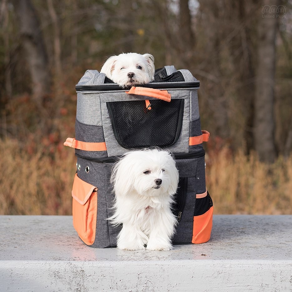 backpack to put dog in