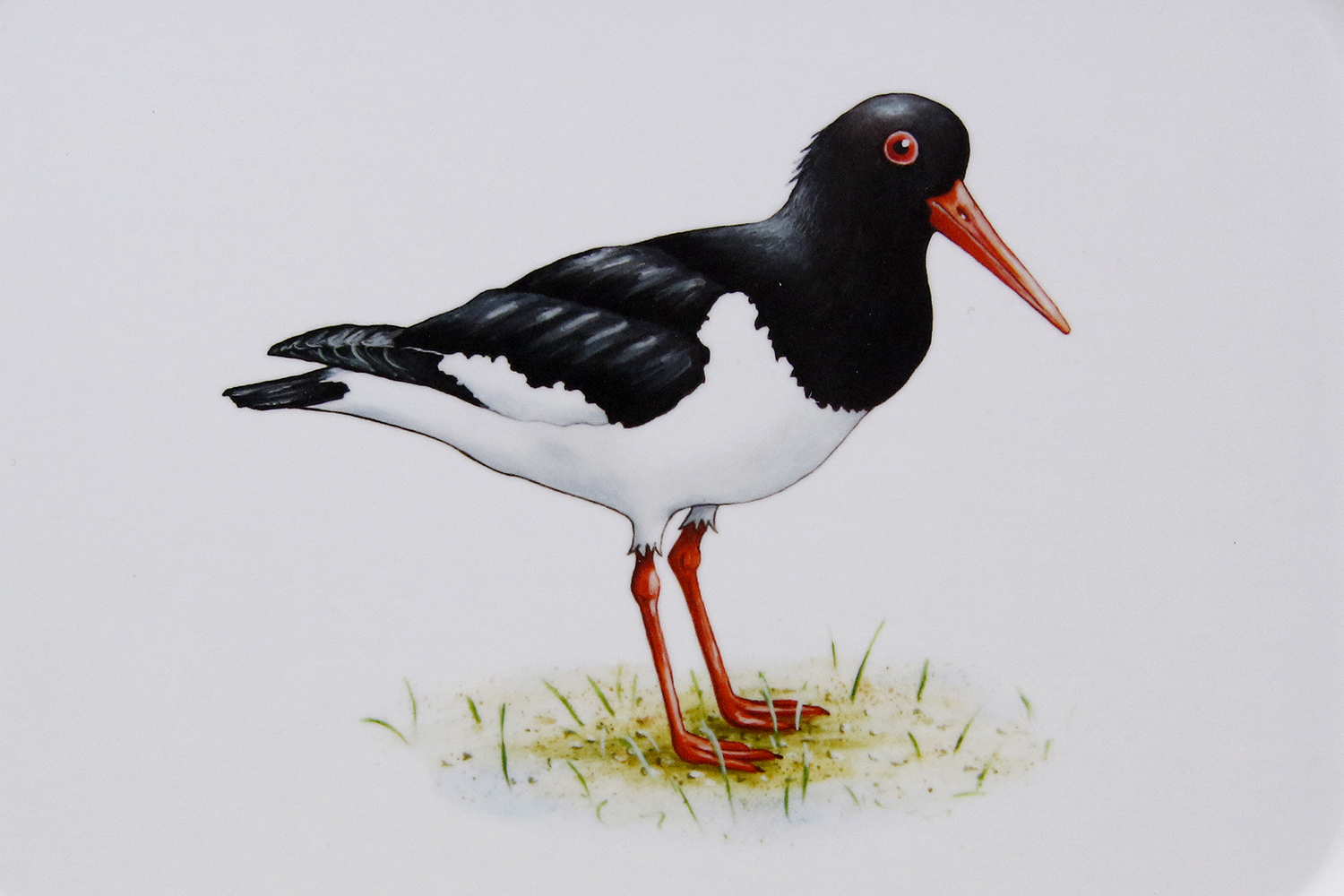 Tray Eurasian oystercatcher 27x20 cm - 2