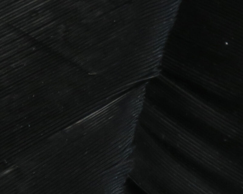Turkey Biot Quills - 3
