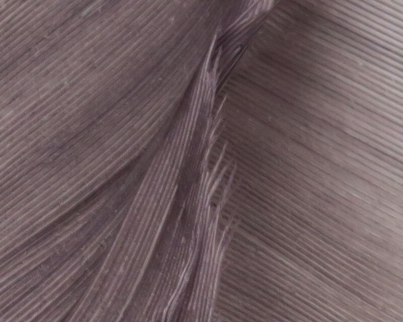 Turkey Biot Quills - 4