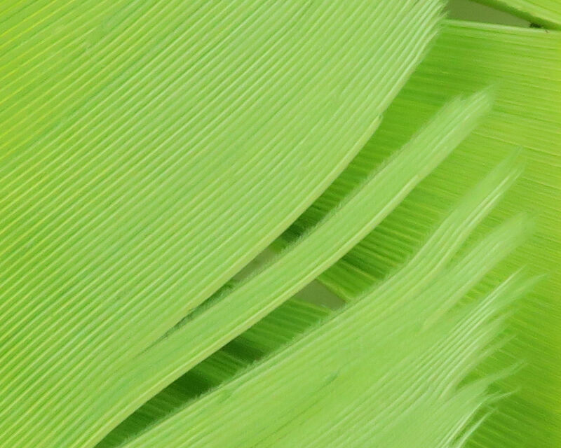 Turkey Biot Quills - 19