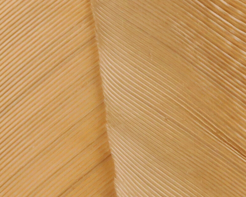 Turkey Biot Quills - 22